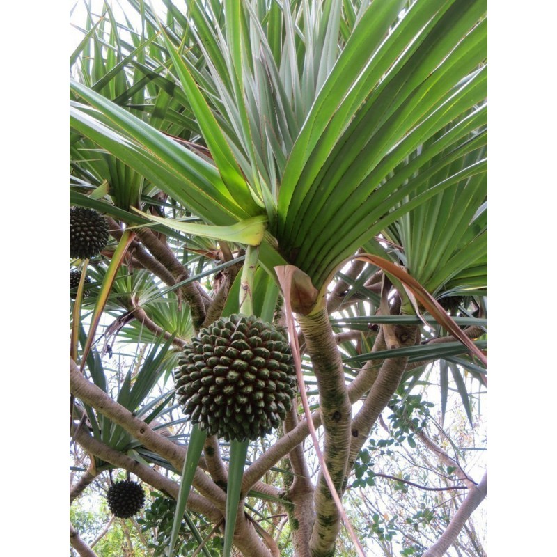 Price: €2.95 - Σπόροι φρούτο Hala (Pandanus tectorius) - 