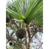 Price: €2.95 - Tahitian Screwpine Seeds (Pandanus tectorius) - 