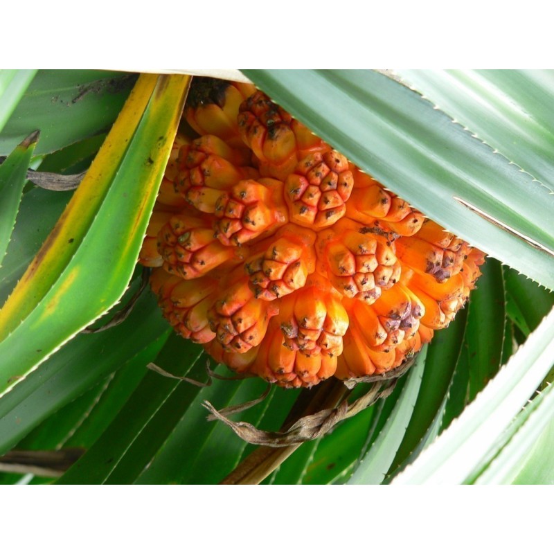 Price: €2.95 - Tahitian Screwpine Seeds (Pandanus tectorius) - 
