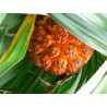 Price: €2.95 - Σπόροι φρούτο Hala (Pandanus tectorius) - 