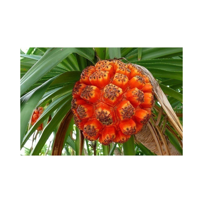 Price: €2.95 - Sementes de Fruto da árvore Halla - 