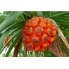 Price: €2.95 - Semi di HALA (Pandanus tectorius) - 