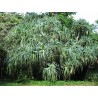 Price: €2.95 - Σπόροι φρούτο Hala (Pandanus tectorius) - 