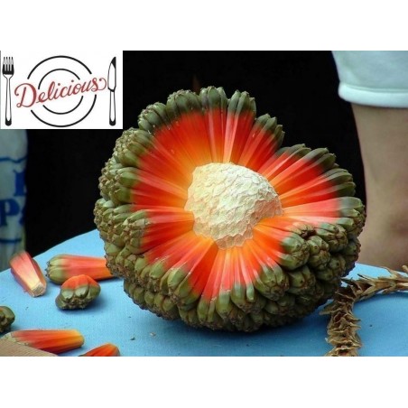 Price: €2.95 - Schraubenbaum Samen (Pandanus tectorius) -