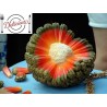 Price: €2.95 - Semillas de Hala, Bacua, Vacquois - 