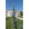 Graines de Morning Glory - Belle-de-Jour (Ipomoea tricolor)