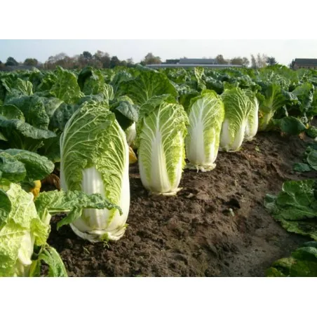 Chinese Cabbage Seeds Michihilli