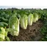 Graines de Chou de Chine (Brassica pekinensis)