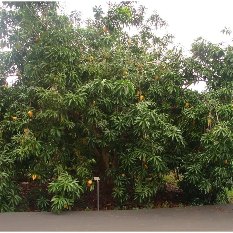Graines de Canistel ou Sapote Jaune - Fruits Tropicaux