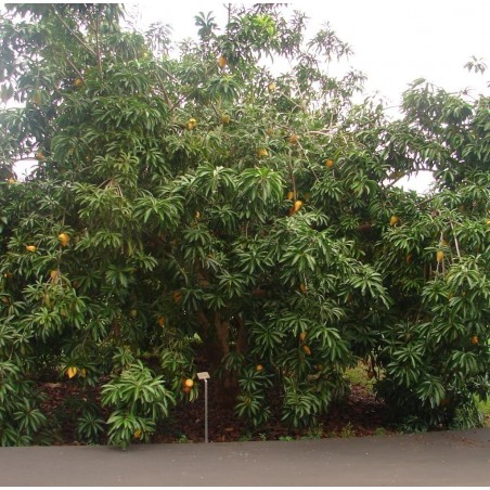 Price: €5.95 - Canistel Samen (Pouteria campechiana) -