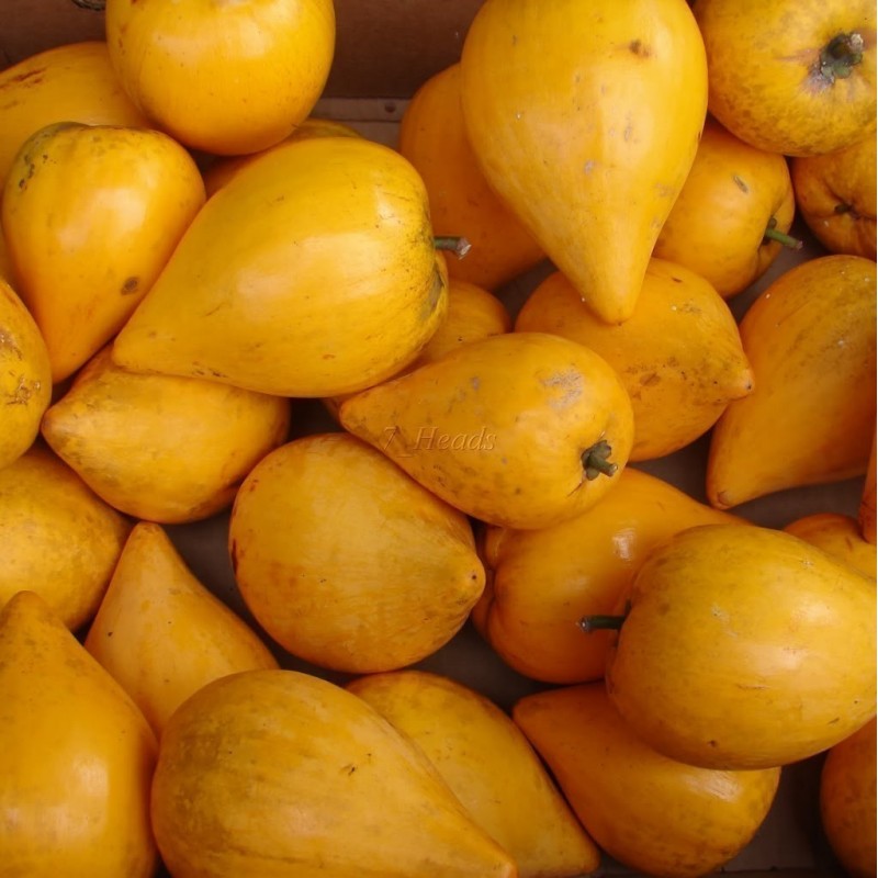 Price: €5.95 - Canistel Samen (Pouteria campechiana) - 