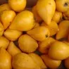 Graines de Canistel ou Sapote Jaune - Fruits Tropicaux