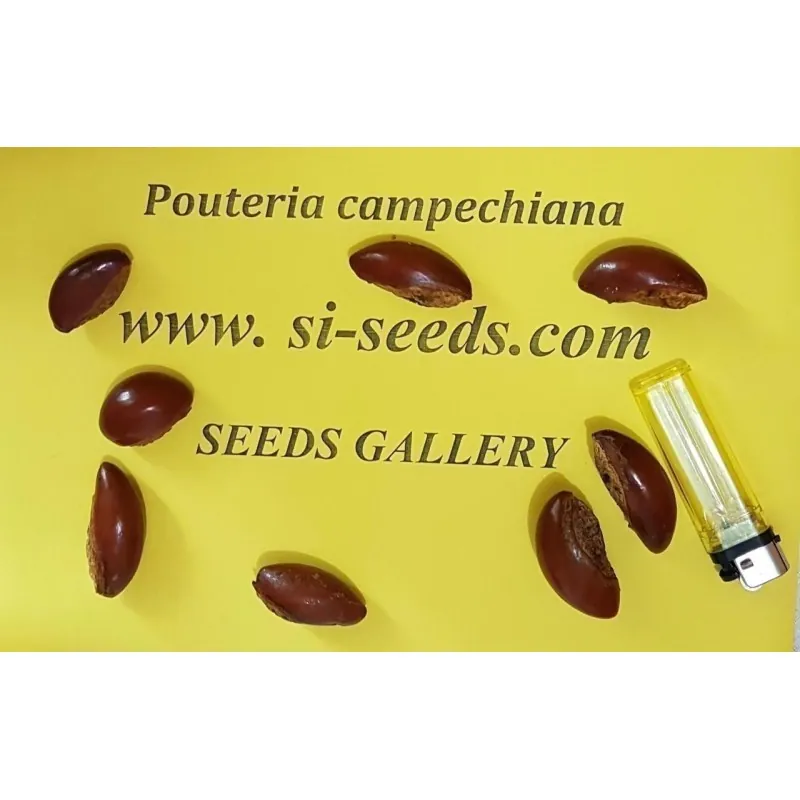 Graines de Canistel ou Sapote Jaune - Fruits Tropicaux