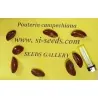 Graines de Canistel ou Sapote Jaune - Fruits Tropicaux