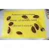 Graines de Canistel ou Sapote Jaune - Fruits Tropicaux