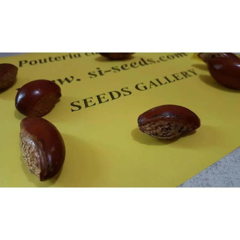 Graines de Canistel ou Sapote Jaune - Fruits Tropicaux