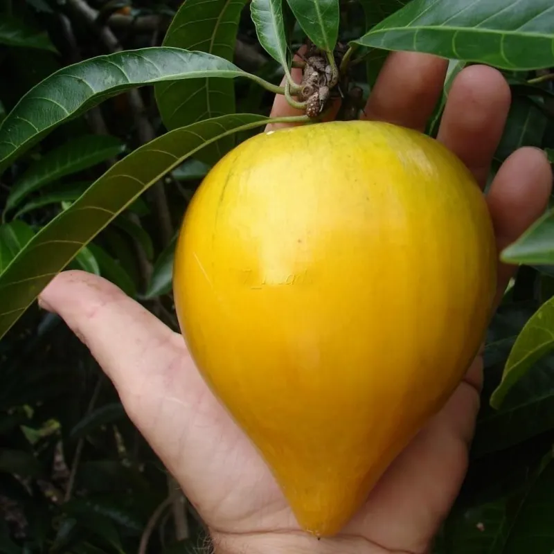 Graines de Canistel ou Sapote Jaune - Fruits Tropicaux