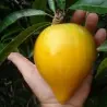 Canistel Seeds (Pouteria campechiana)