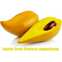 Canistel Frön (Pouteria campechiana)