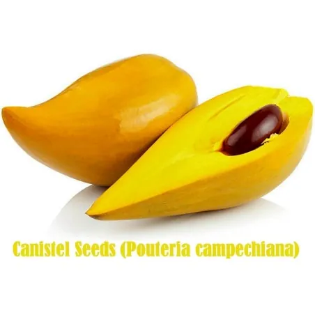 Semillas de Canistel, Zapote Amarillo o Borracho
