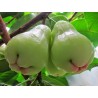 Semi di Melarosa (Syzygium samarangense) | 4,50 €