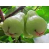 Semillas de Manzana de Java