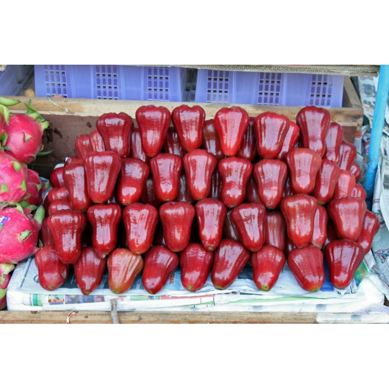 Semi di Melarosa (Syzygium samarangense) | 4,50 €