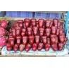 Semillas de Manzana de Java