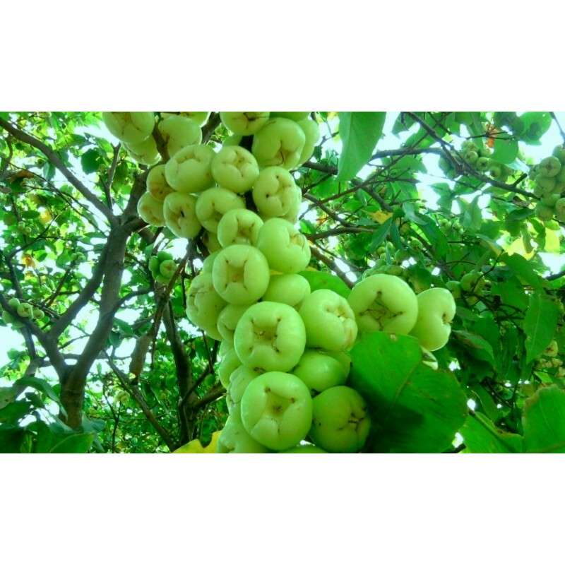 Graines de Jamalac ou Jambose | 4,50 €