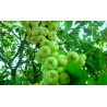 Graines de Jamalac ou Jambose | 4,50 €
