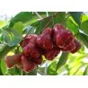 Semillas de Manzana de Java
