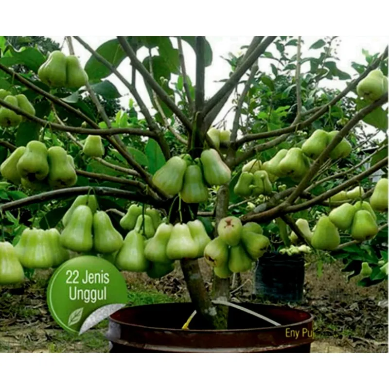 Semillas de Manzana de Java