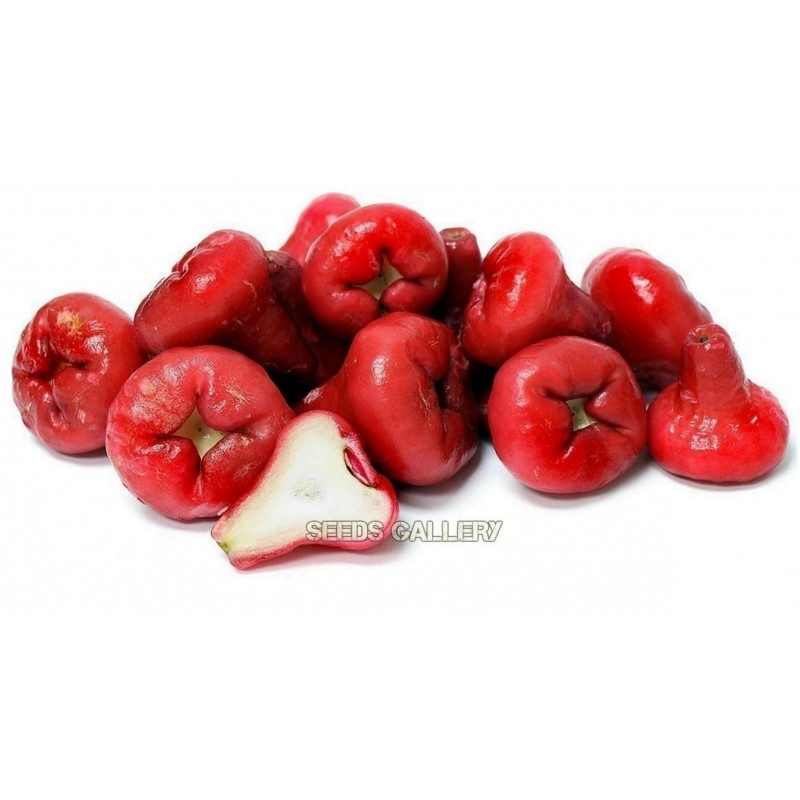 Graines de Jamalac ou Jambose | 4,50 €