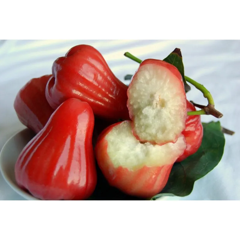 Semillas de Manzana de Java