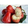 Semi di Melarosa (Syzygium samarangense) | 4,50 €