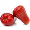 Semi di Melarosa (Syzygium samarangense) | 4,50 €