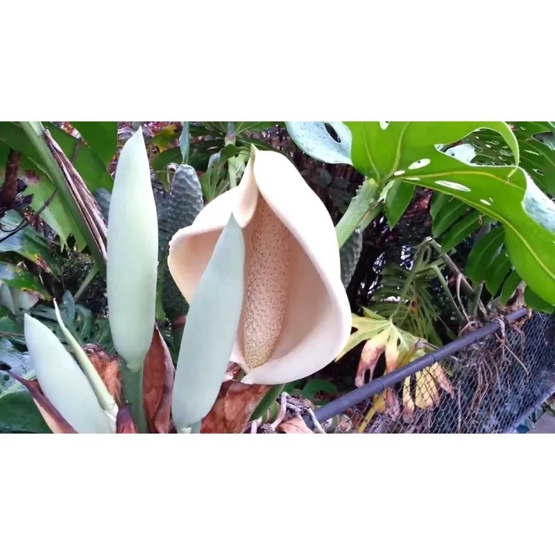 Köstliche Fensterblatt Samen (Monstera deliciosa)