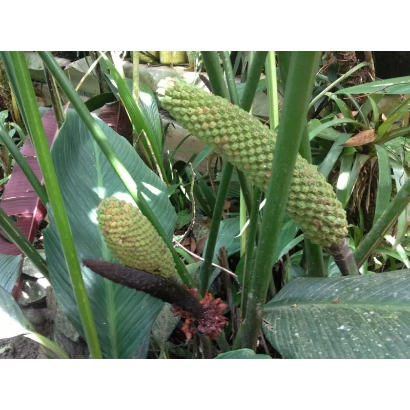 Köstliche Fensterblatt Samen (Monstera deliciosa)
