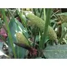 Köstliche Fensterblatt Samen (Monstera deliciosa)