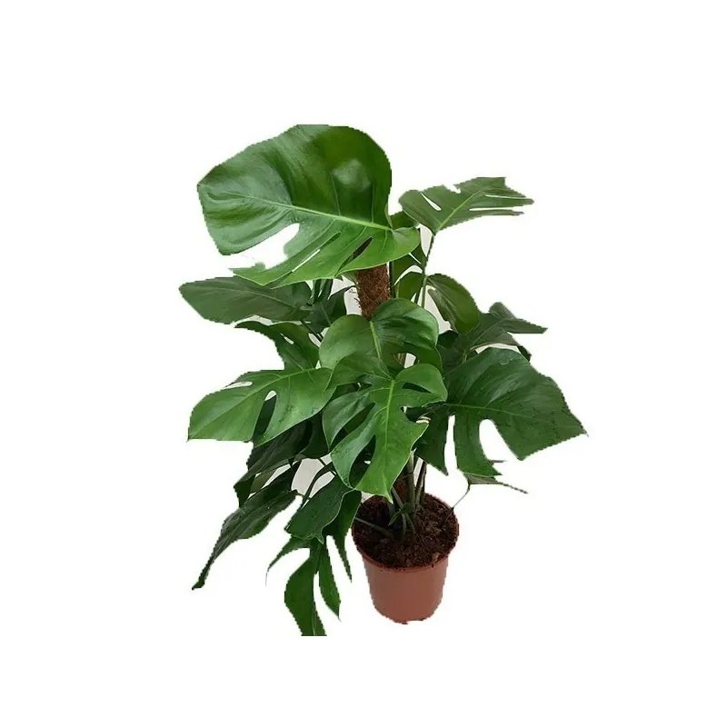 Köstliche Fensterblatt Samen (Monstera deliciosa)