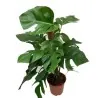Köstliche Fensterblatt Samen (Monstera deliciosa)