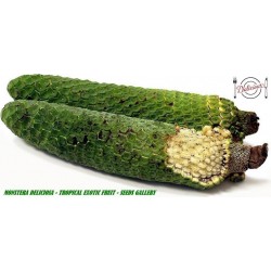 Price: €3.85 - Semi di Pianta del Pane (Monstera deliciosa) - 