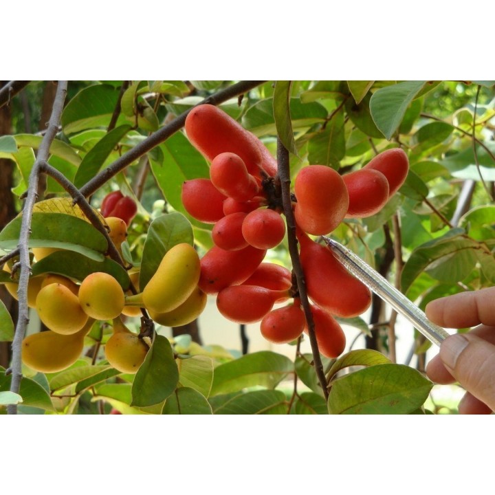 Susung Kalabaw or Carabao tits Seeds (Uvaria rufa) - 4.5