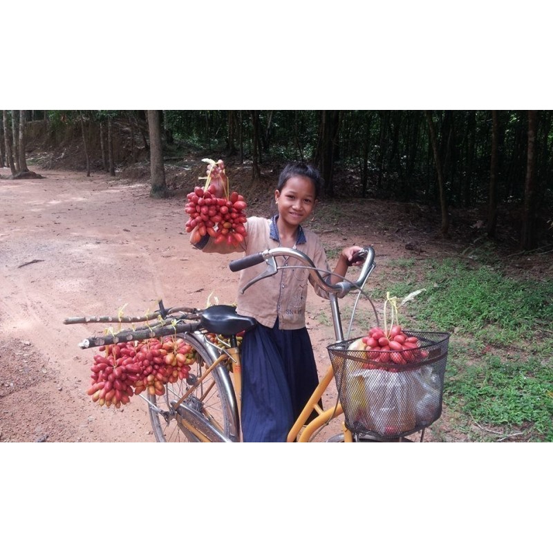 Susung Kalabaw or Carabao tits Seeds (Uvaria rufa)