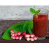 Price: €2.95 - Semi di Karonda (Carissa carandas) - 