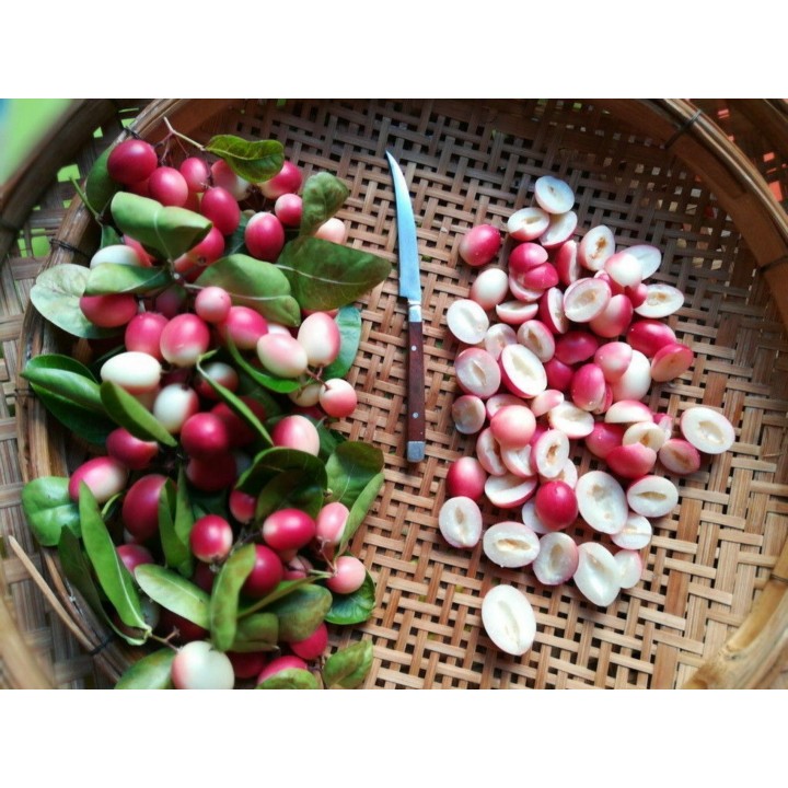 Karonda - Bengal Currant Seeds (Carissa carandas) - 2.655