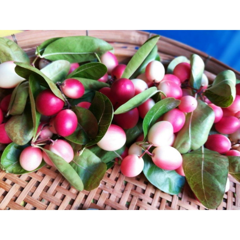 Price: €2.95 - Semi di Karonda (Carissa carandas) - 