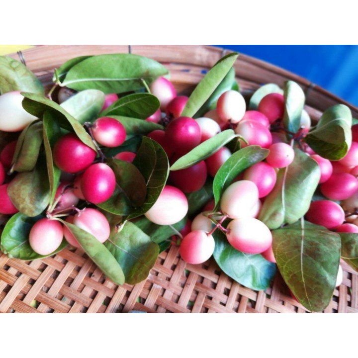 Karonda - Bengal Currant Seeds (Carissa carandas) - 2.655