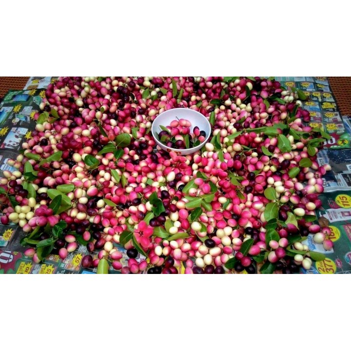 Karonda - Bengal Currant Seeds (Carissa carandas) - 2.655