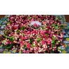 Price: €2.95 - Semi di Karonda (Carissa carandas) - 